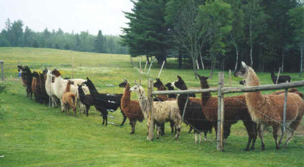 llama line up